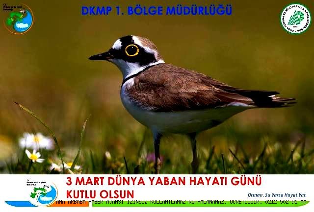 3 MART DÜNYA YABAN HAYATI KORUMA GÜNÜ İSTANBUL'DA DA KUTLANDI.03.03.2017